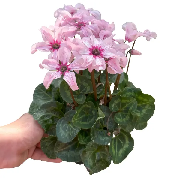 Cyclamen Illusia 140mm