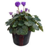 Cyclamen Dragon Blue Cyclamen Dragon Blue