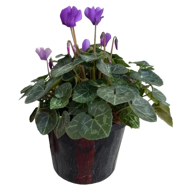 Cyclamen Dragon Blue