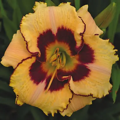 Daylily Barbara Kirby Daylily Barbara Kirby