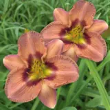 Daylily Alien Encounter 2 Pkdliaen - Garden Express Australia
