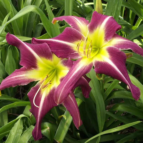 Daylily Peacock Maiden