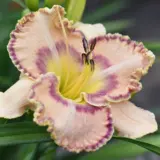 Daylily Ruffles Have Ripples 2025 Pkdlirhr - Garden Express Australia