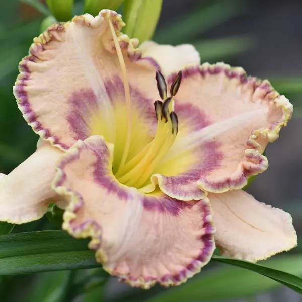 Daylily Ruffles Have Ripples