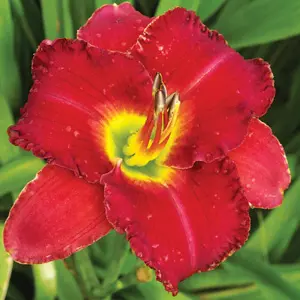 Daylily Tennesee Treasure