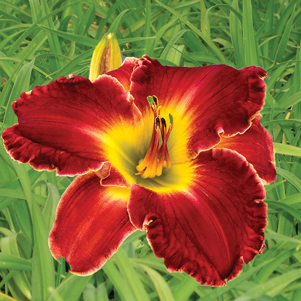 Daylily Unforgettable Fire