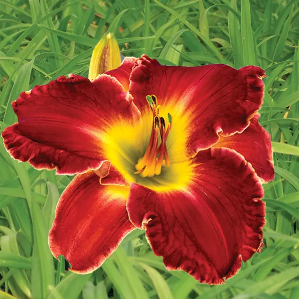 Daylily Unforgettable Fire Daylily Unforgettable Fire