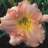 Daylily Dream Awhile - Garden Express Australia