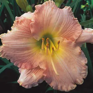 Daylily Dream Awhile Daylily Dream Awhile