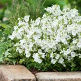 Diascia My Darling White Lpldiamdw - Garden Express Australia