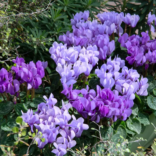 Cyclamen Dragon Blue