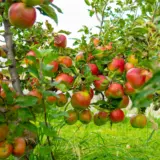 Dwarf Apple Bite Size Treappdbs - Garden Express Australia