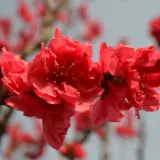 Dwarf Flowering Peach Red Trefpdrd - Garden Express Australia