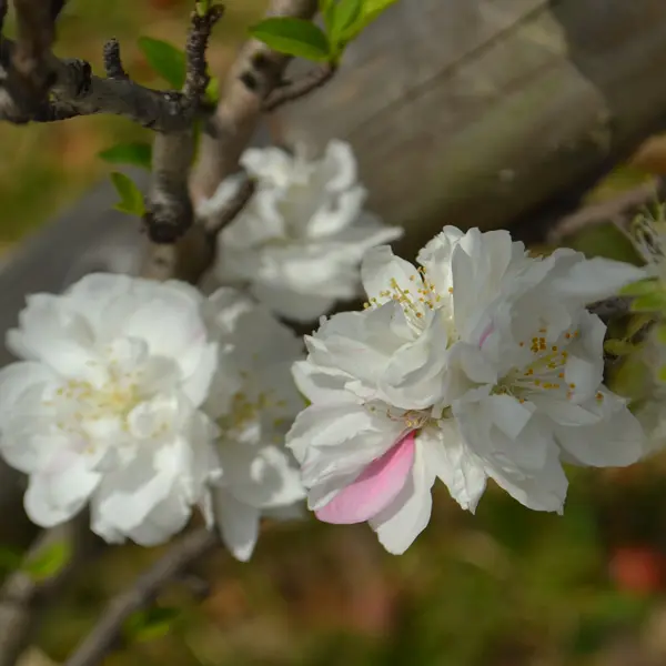 Dwarf Flowering Peach White