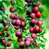 Dwarf Plum Satsuma Trepludsa - Garden Express Australia