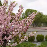 Flowering Almond Double Pink Trefaldpi - Garden Express Australia
