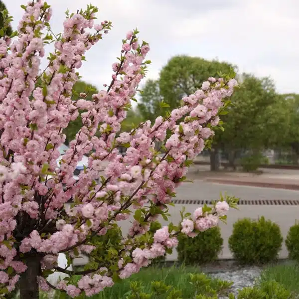 Flowering Almond Double Pink