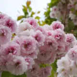 Flowering Cherry Prunus Jh Veitch Trefchjhv - Garden Express Australia