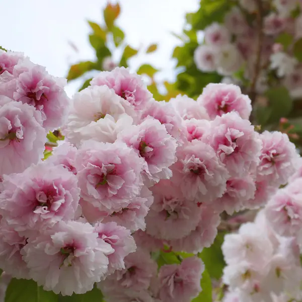 Flowering Cherry- Prunus Jh Veitch