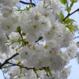 Flowering Cherry Prunus Mt Fuji Trefcmfu - Garden Express Australia