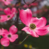 Flowering Dogwood Cherokee Chief Trefldcch - Garden Express Australia
