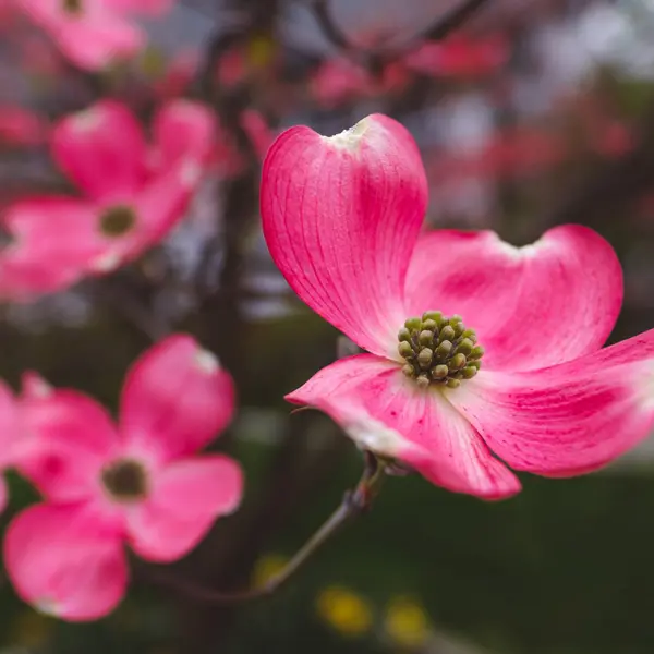 Flowering Dogwood Cherokee Chief
