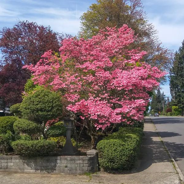Flowering Dogwood Cherokee Chief