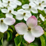 Flowering Dogwood Eric Gennet Trefldege - Garden Express Australia