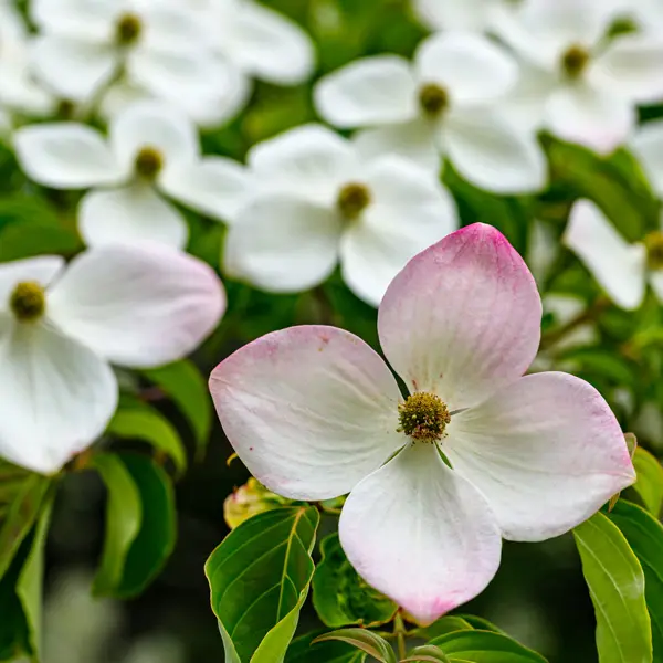 Flowering Dogwood Eric Gennet