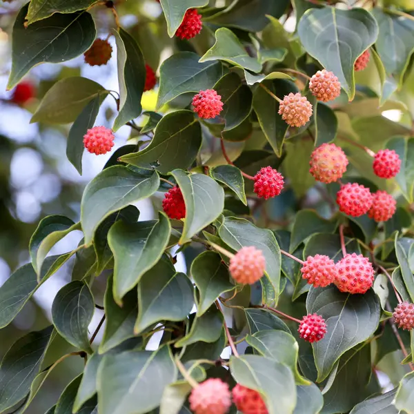 Flowering Dogwood Eric Gennet
