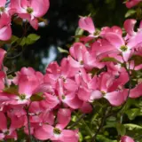 Flowering Dogwood Rubra Trefldrub - Garden Express Australia