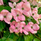 Flowering Dogwood Satomi Trefldsat - Garden Express Australia