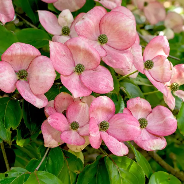 Flowering Dogwood Satomi Flowering Dogwood Satomi