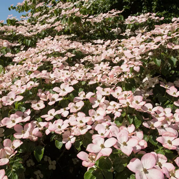 Flowering Dogwood Satomi Flowering Dogwood Satomi