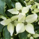 Flowering Dogwood Trinity Star Trefldtst - Garden Express Australia