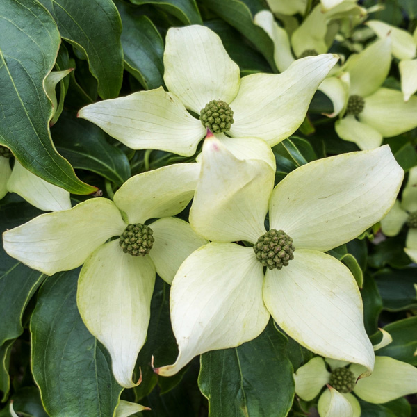 Flowering Dogwood Trinity Star