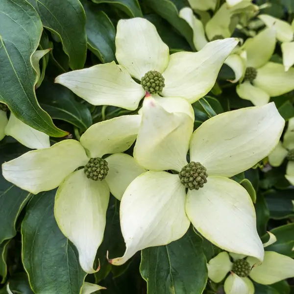 Flowering Dogwood Trinity Star Flowering Dogwood Trinity Star