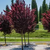 Flowering Plum- Prunus Nigra Flowering Plum- Prunus Nigra