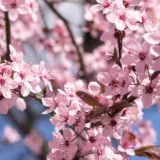 Flowering Plum Prunus Nigra Trefplnig - Garden Express Australia