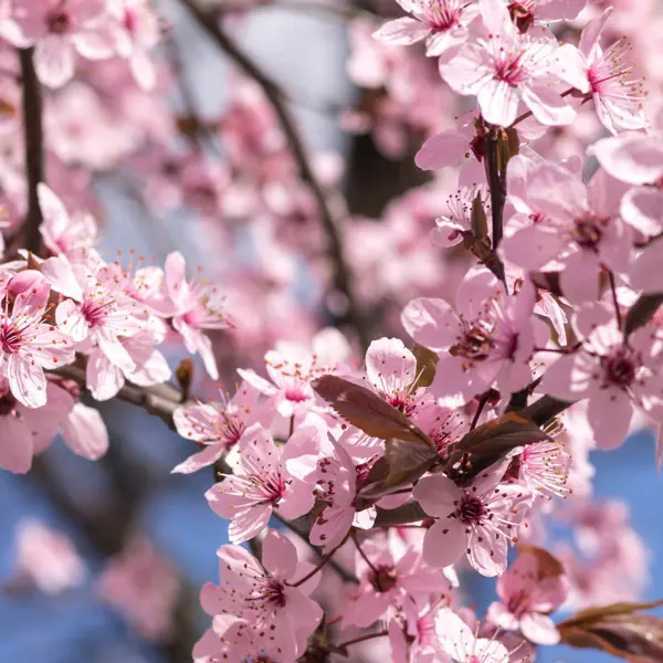 Flowering Plum- Prunus Nigra