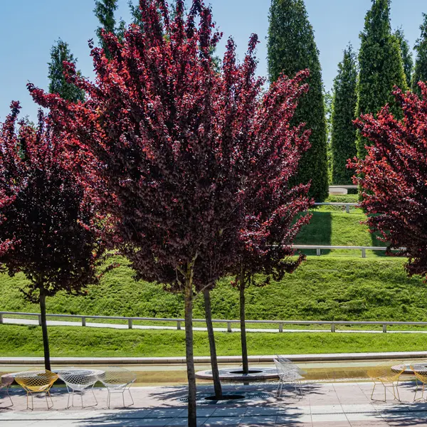Flowering Plum- Prunus Nigra