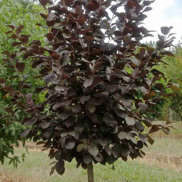 Flowering Plum- Prunus Purple Jewel (pbr) Flowering Plum- Prunus Purple Jewel (pbr)