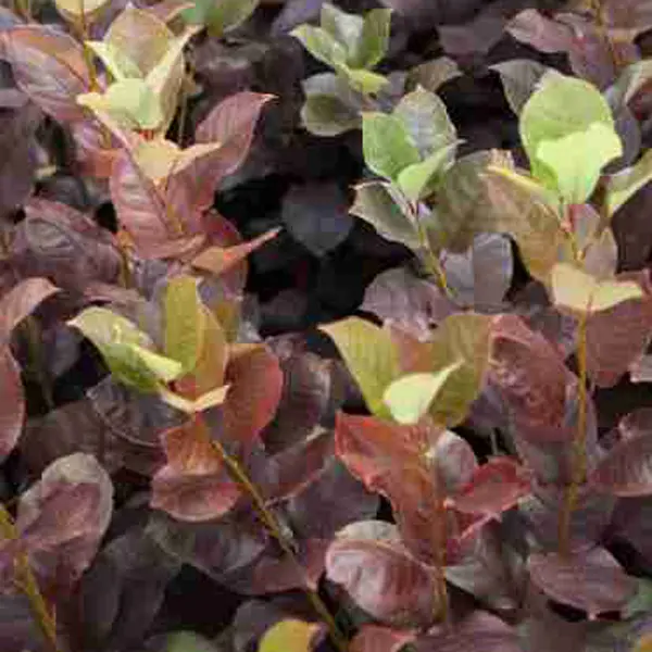 Flowering Plum- Prunus Purple Jewel (pbr) Flowering Plum- Prunus Purple Jewel (pbr)