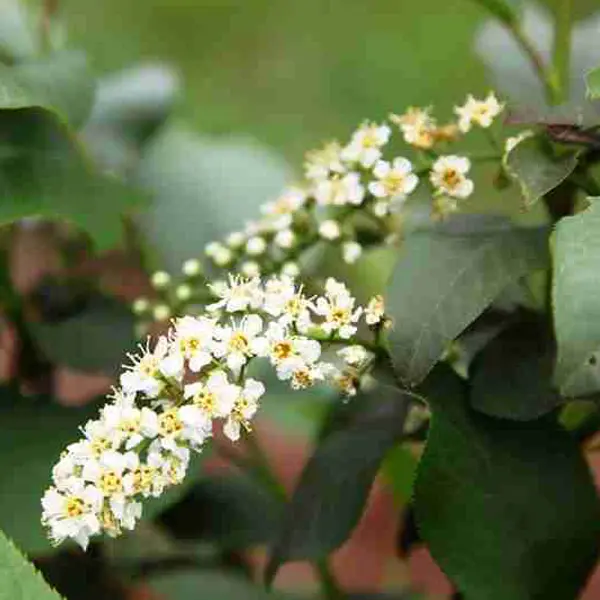 Flowering Plum- Prunus Purple Jewel (pbr) Flowering Plum- Prunus Purple Jewel (pbr)