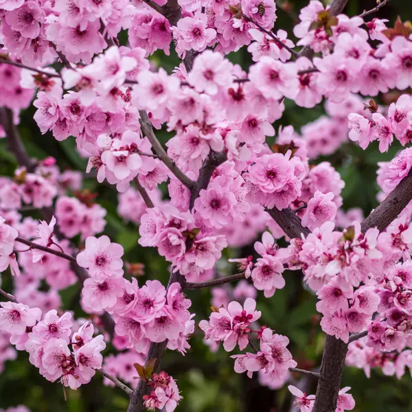 Flowering Plum- Prunus X Blireana