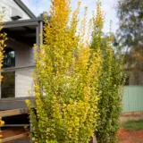 Ginkgo Lemonline Spire (pbr)