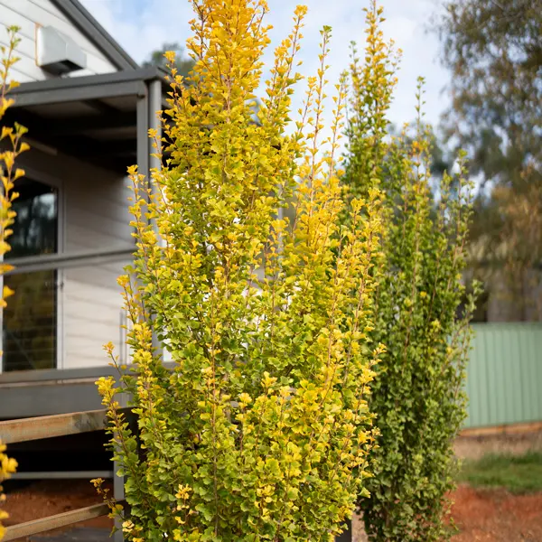 Ginkgo Lemonline Spire (pbr)