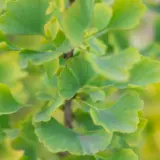 Ginkgo Lemonline Spire (pbr)