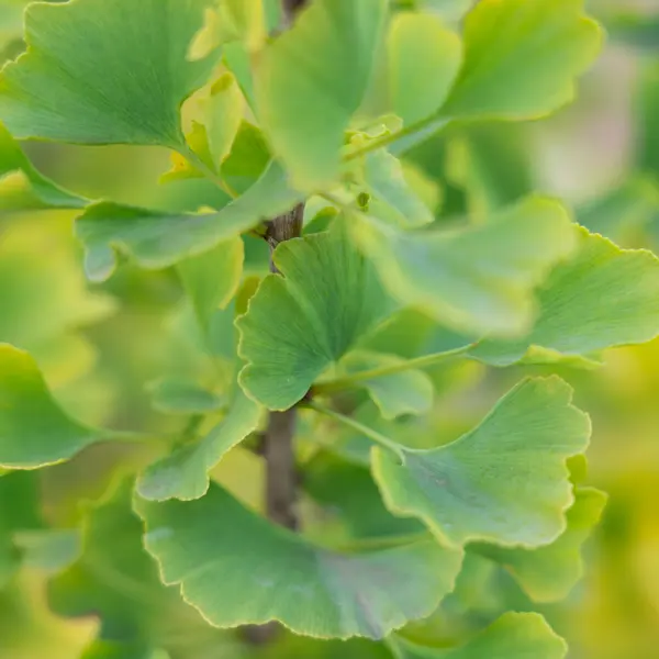 Ginkgo Lemonline Spire (pbr)