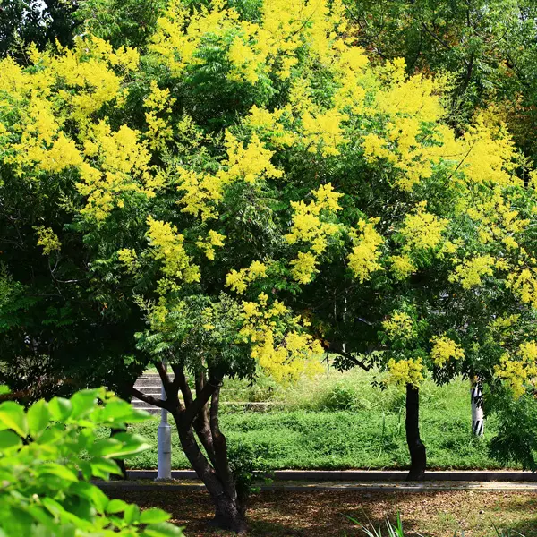 Golden Rain Tree Golden Rain Tree